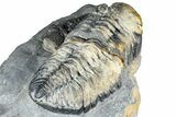 Two Huge Phacopid (Drotops) Trilobite - Issoumour, Morocco #365712-8